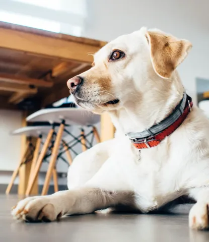 Pets cared for at Boardinn Hotel